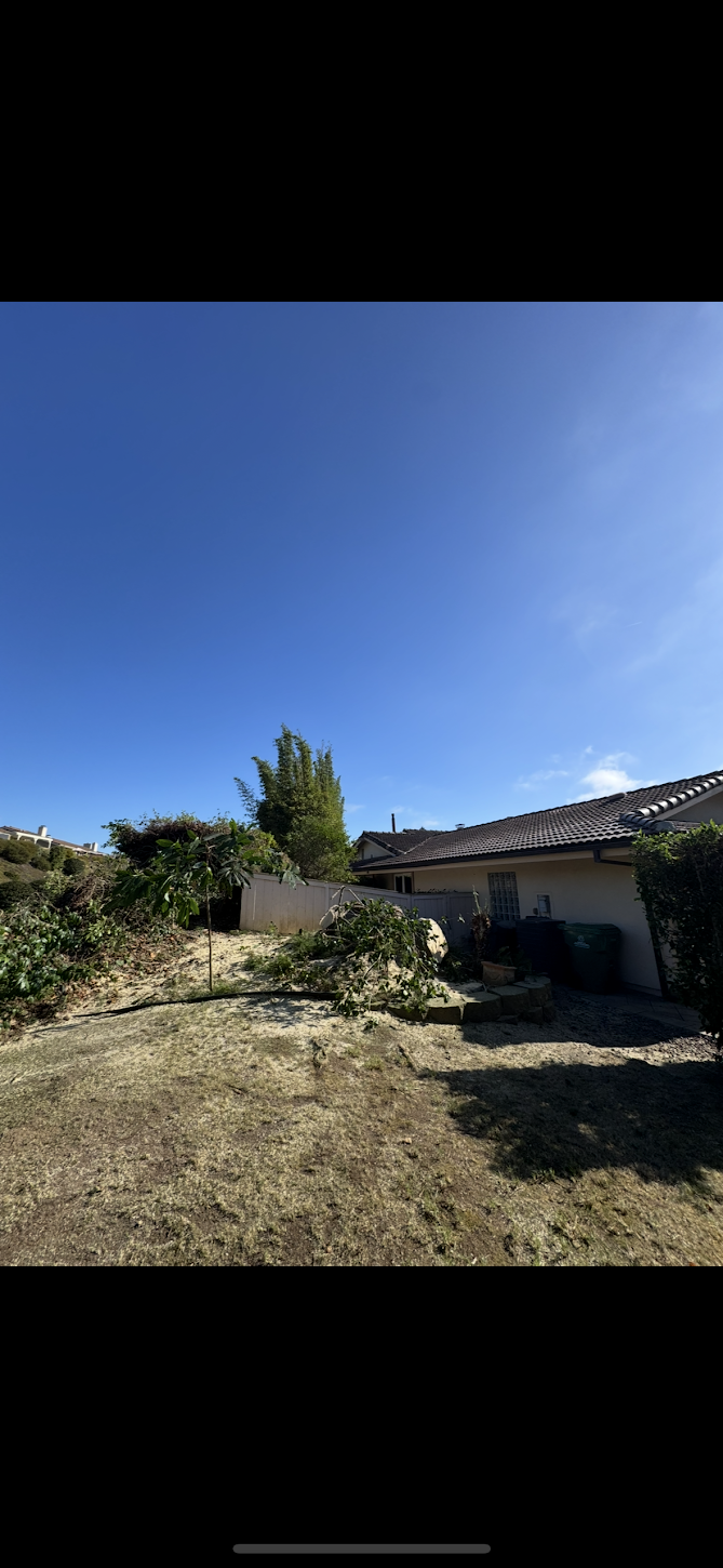 The Hidden Risks of Overgrown Trees in Escondido Neighborhoods