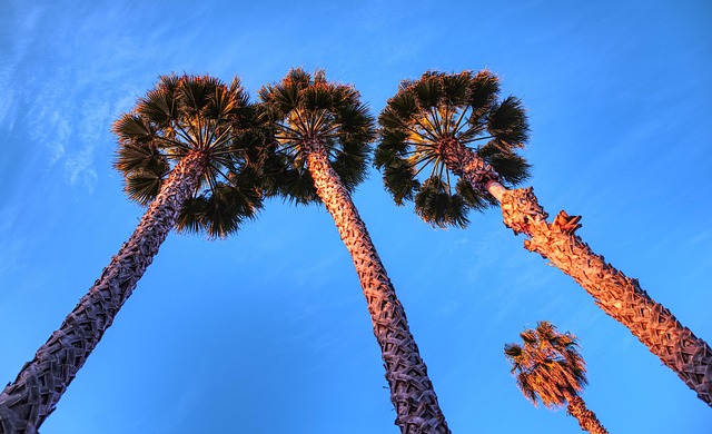 Why Winter Is the Best Time for Tree Care in Escondido, CA